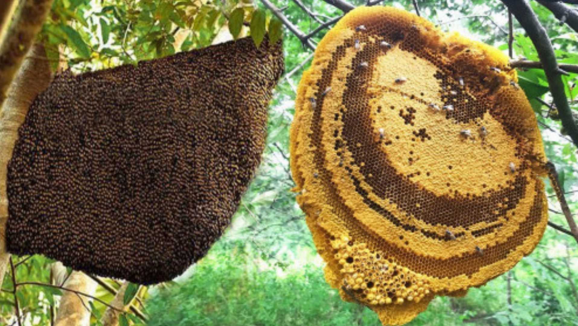 প্রাকৃতিক,চাকের,মধু,আধা,কেজি